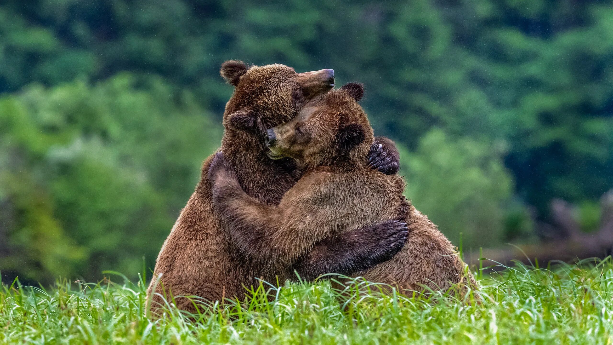 Животные обнимают. Мишки обнимаются. Медведи обнимаются. Два медведя. Медвежата обнимаются.