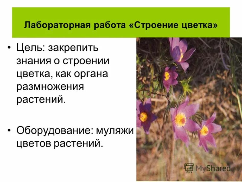 Вывод строение цветка 6 класс лабораторная работа. Цель лабораторной работы строение цветка. строение цветка цель работы. для чего служит цветок. лабораторная работ номер 2 строение цветного растения.
