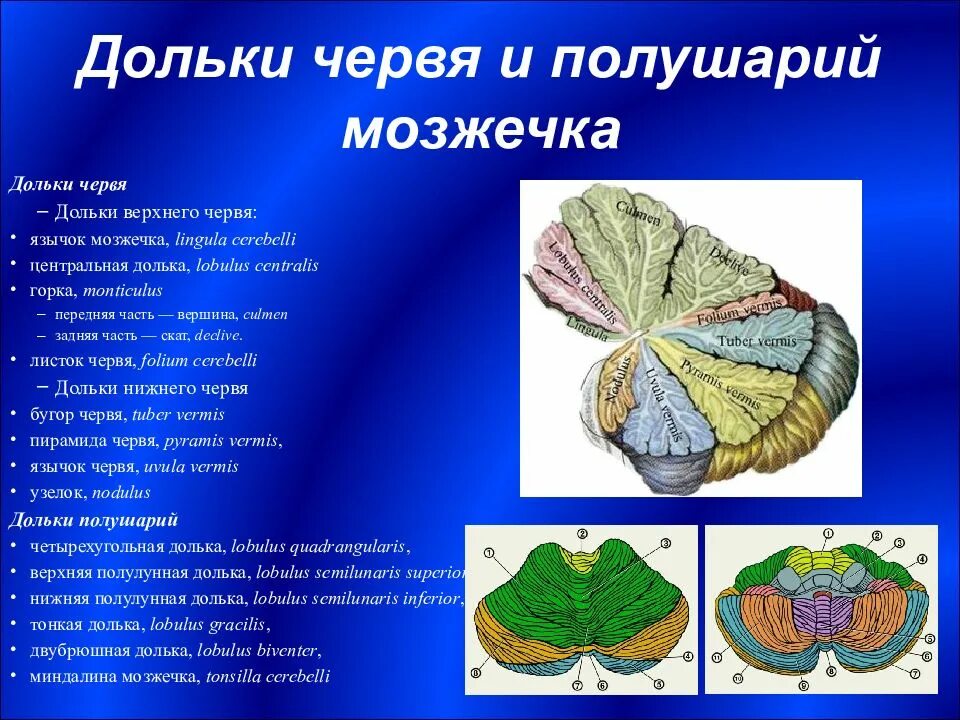 Плохо развит мозжечок. Строение червя мозжечка анатомия. Центральная долька мозжечка. Строение червя мозжечка. Дольки червя мозжечка.