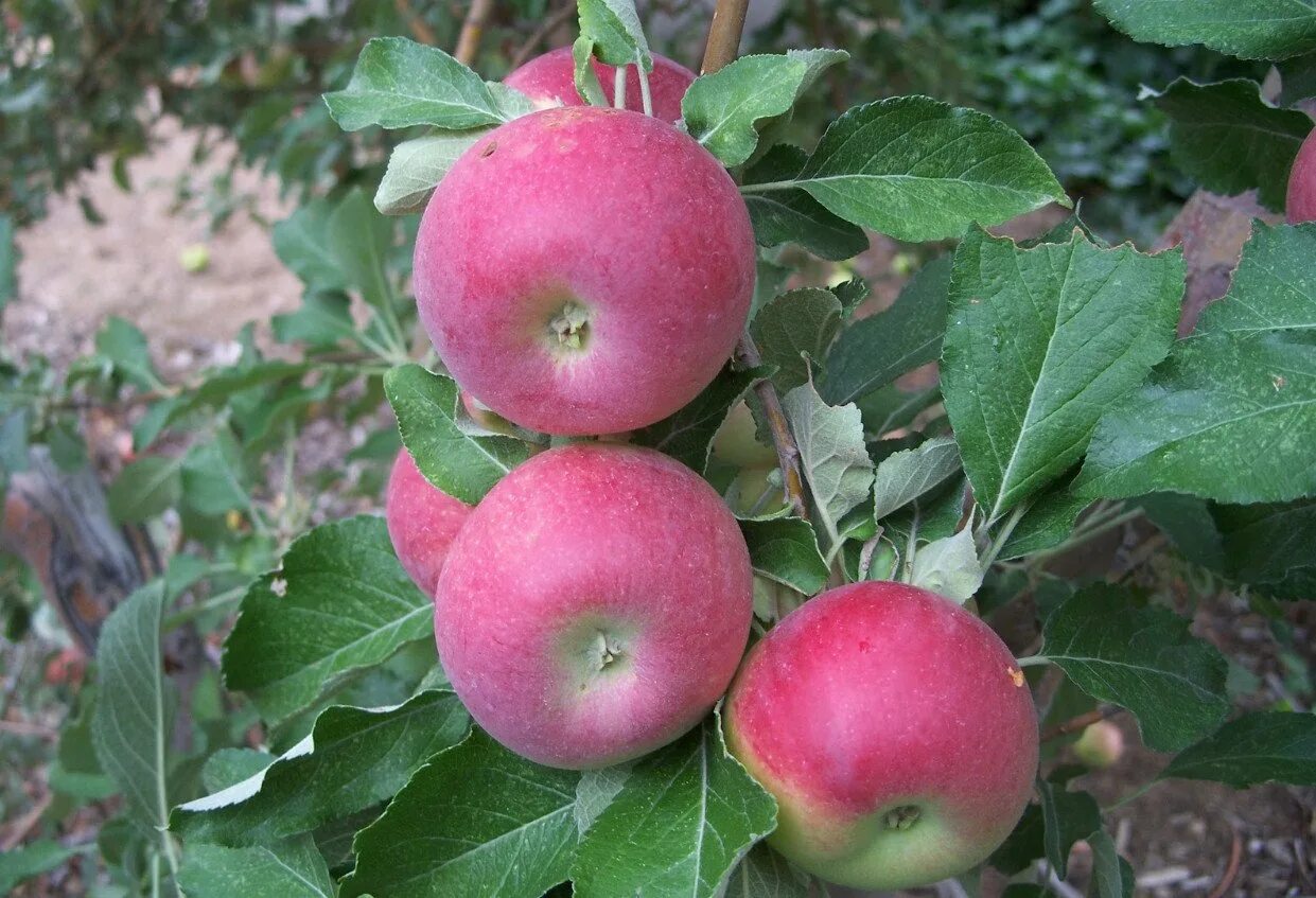 Спартан яблоня описание фото отзывы садоводов. Яблоня Джонатан. Сорт яблони Джонатан. Сорт яблок Джонатан. Джонатан Голд яблоки.