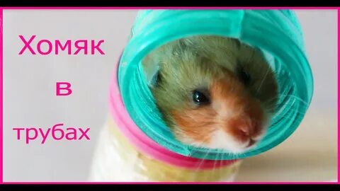Хомякам 7 дней