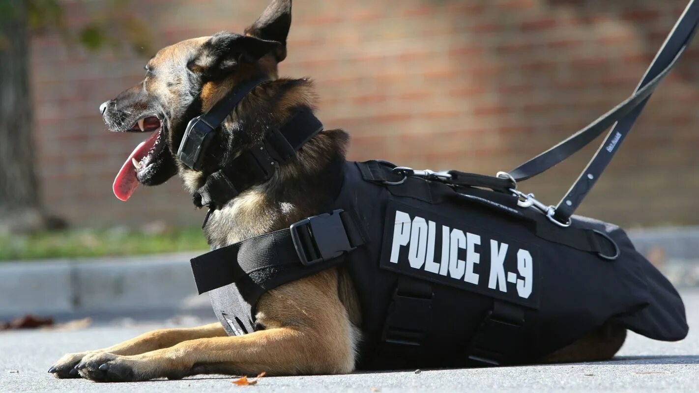 Собака в форме человека. K9 Police овчарка. Малинуа k9. K-9 США полиция. Малинуа спасатель.