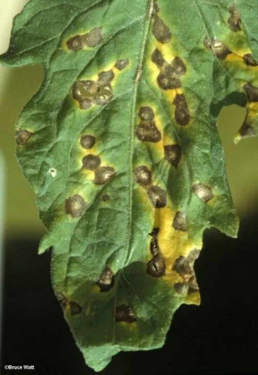 Potato early blight - Stock Image - C027/3199 - Science Photo Library