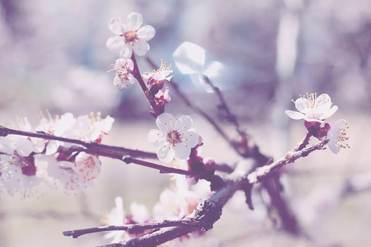 цветущее дерево пчела. сирень цветет. сакура пейзаж. Nice spring. Nice spring.