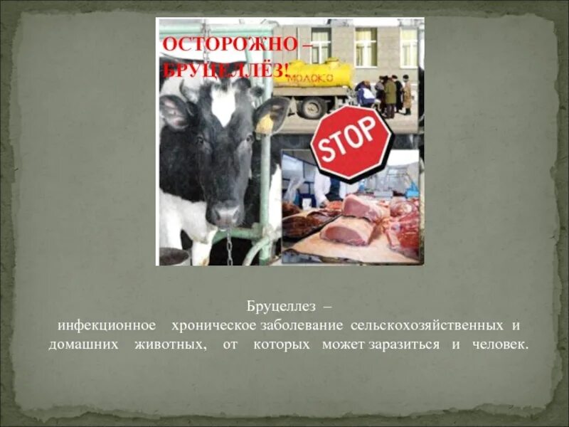 Инфекции бруцеллез. Вруцелето. бруцеллез зоонозная инфекция. бруцеллез это инфекционное заболевание.