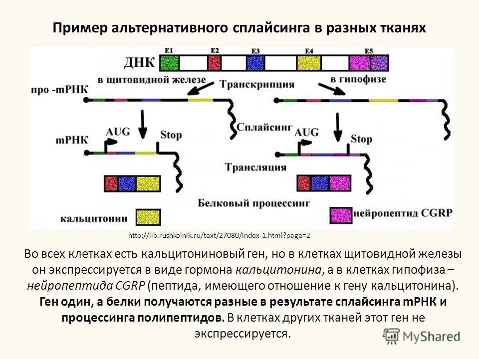 Одну молекулу белка кодирует