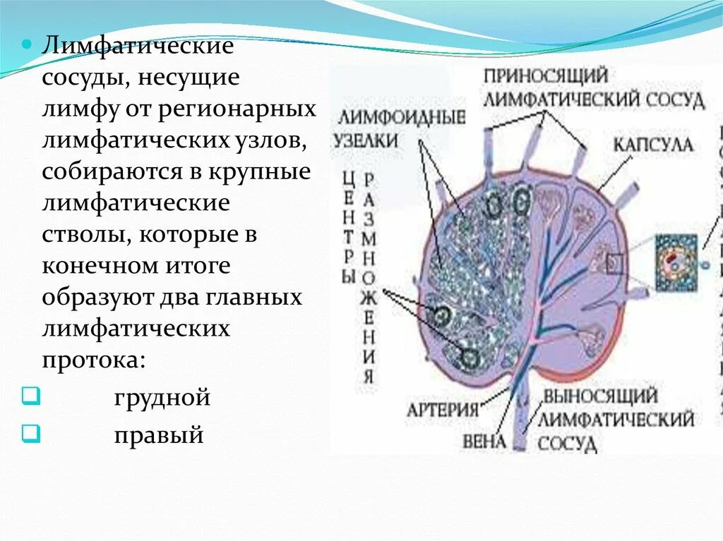 Лимфатический узел какой врач. Крупные лимфатические сосуды. Лимфатические сосуды и узлы. Лимфатические сосуды несут лимфу в. Строение лимфатического узла.