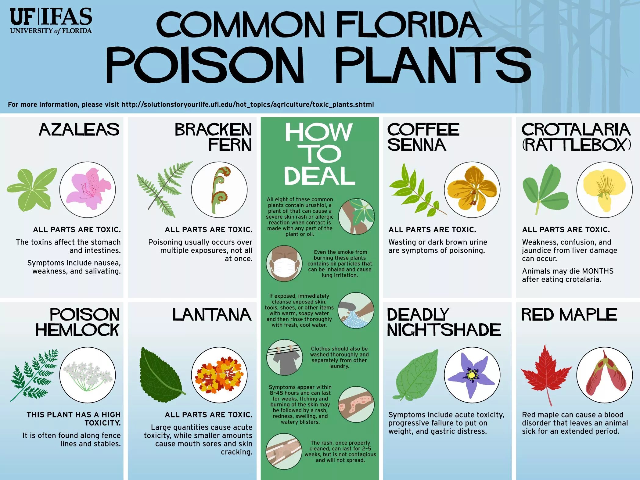 Poison plant. Инфографика ландшафтный дизайн. Сад инфографика. Инфографика работы растения.