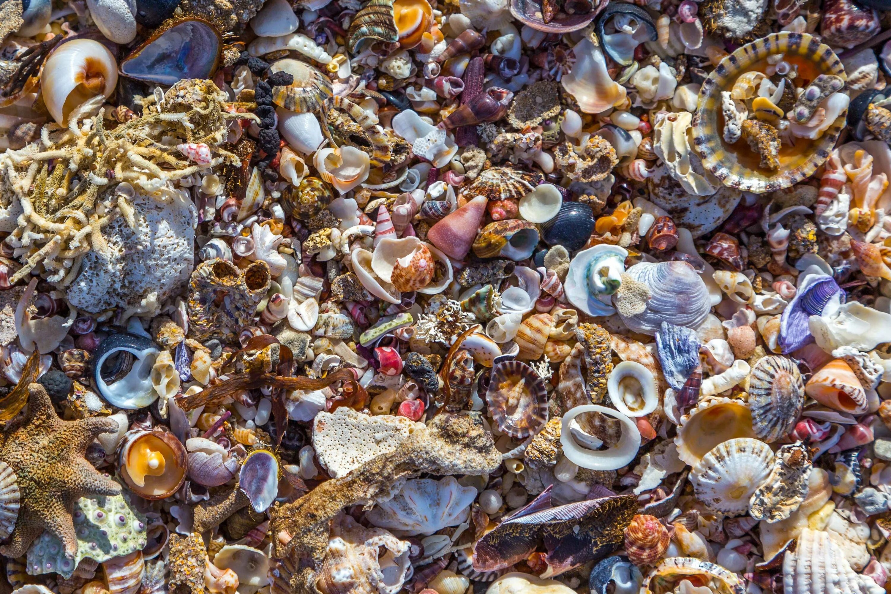 Полезные ископаемые из раковин морских животных. Морская раковина. ракушки морские. редкие морские раковины. ракушки цветные.