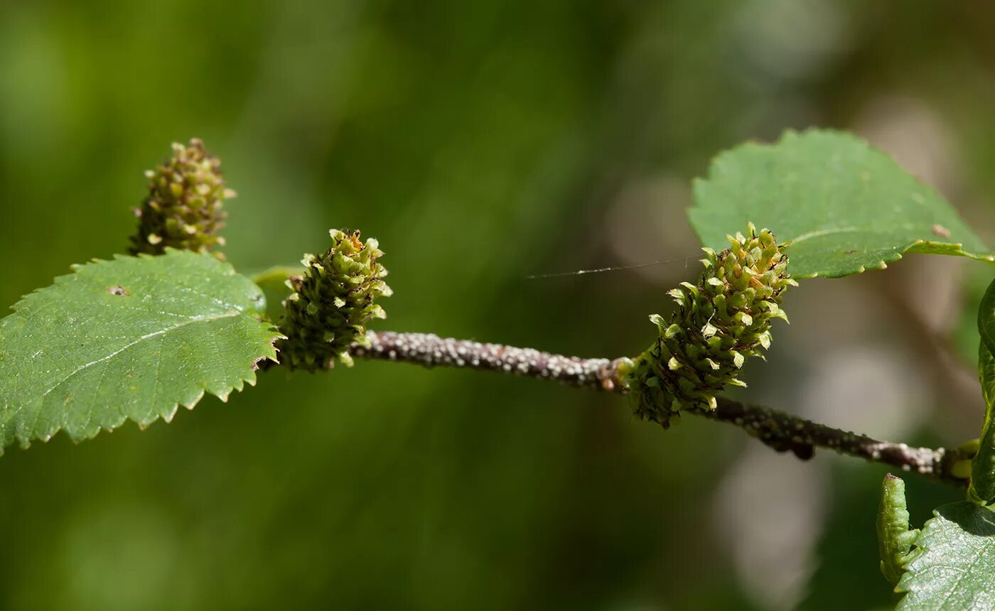 Betula fruticosa. Береза приземистая кустарниковая. Betula humilis. Береза Доренбоза. Береза приземистая