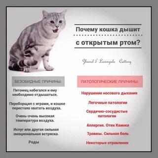 Кошка открывает рот как собака
