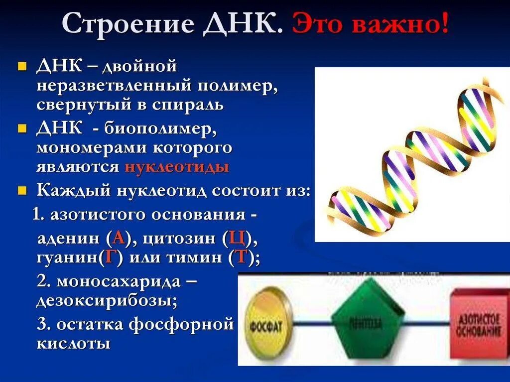 Строение ДНК биология. Строение ДНК И РНК 9 класс биология. Строение молекулы ДНК И РНК. Рибонуклеиновая кислота ДНК.