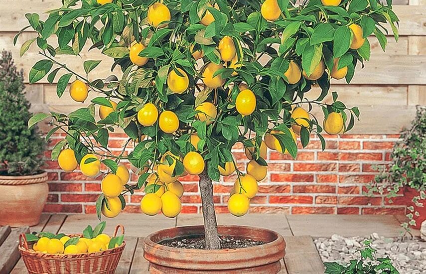 Сохранить лимоны в домашних. Лимон Мейер бонсай. Лимон дерево. Дженоа лимонное дерево. Лимонное дерево комнатное.