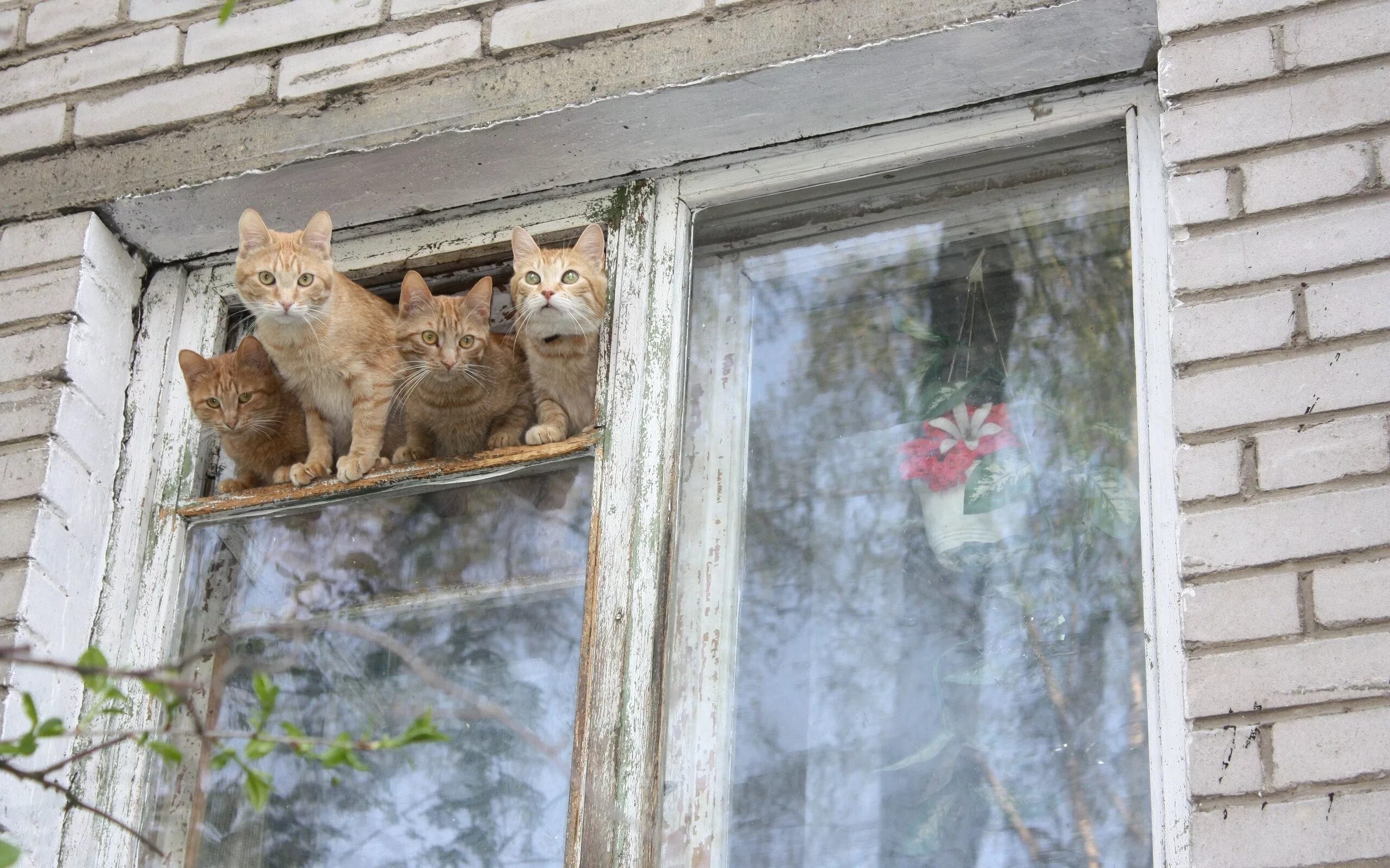Почему кот скрипит. Кошка на окне. кот в форточке. коты на форточке.