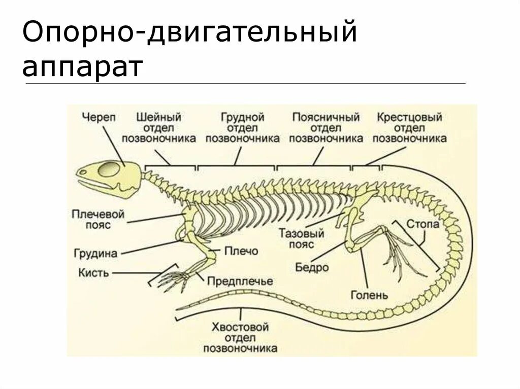 Строение скелета прыткой ящерицы. Осевой скелет позвоночник пресмыкающихся. Внутренний осевой скелет пресмыкающихся. Внутреннее строение пресмыкающихся схема. К внутреннему скелету относятся