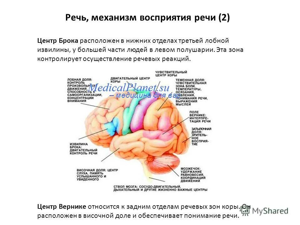 Анатомо-физиологические механизмы речи. Доли мозга за что отвечают. Восприятие речи отдел мозга. Восприятие речи отдел мозга. Строение головного мозга центр верника.