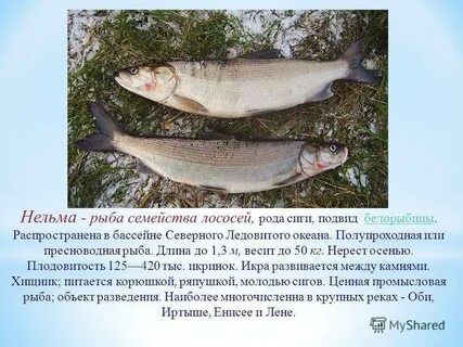 Белорыбица где водится и что за рыба