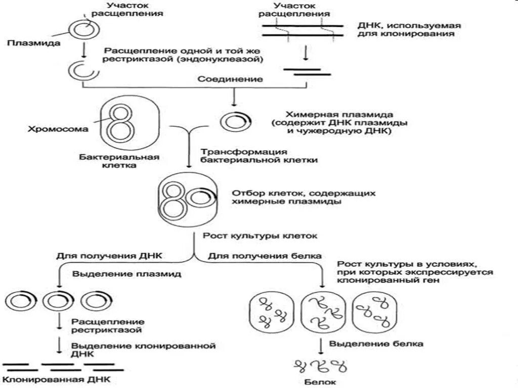 Схема создания рекомбинантной ДНК. Метод рекомбинантных ДНК схема. Схема получения рекомбинантной ДНК. Технология рекомбинантных ДНК.