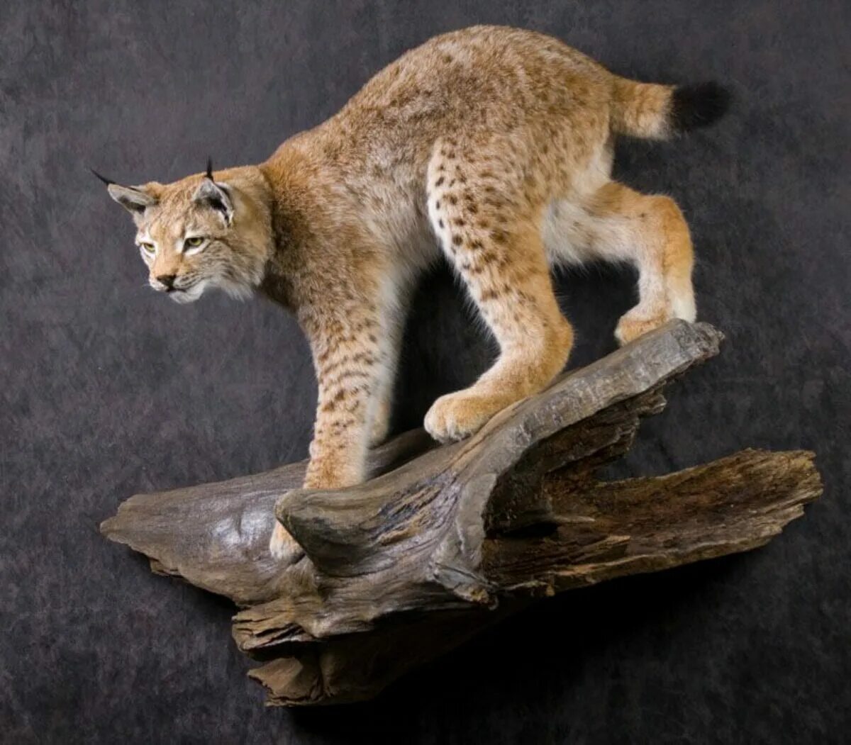 Lynx Taxidermy. Таксидермия чучело рыси. Таксидермия Рысь декор3д. Рысь скульптура.