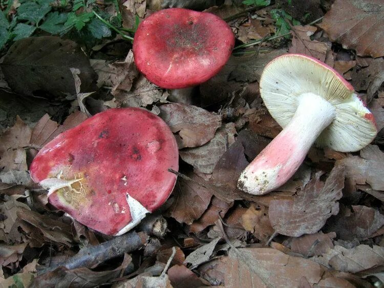 Гриб сыроежка розовый. Сыроежка розовая Russula rosea. Сыроежка краснушка гриб. Сыроежка желчная съедобная. Сыроежка желчная гриб.