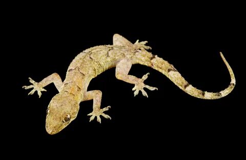 Gecko version
