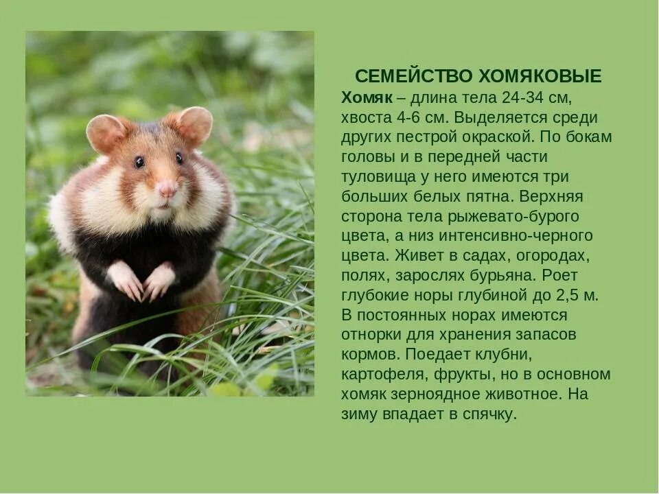 Домашние хомяки впадают в спячку. Семейство хомяковые. хомяки впадают в спячку. могут ли хомяки впадать в спячку. хомячья спячка.