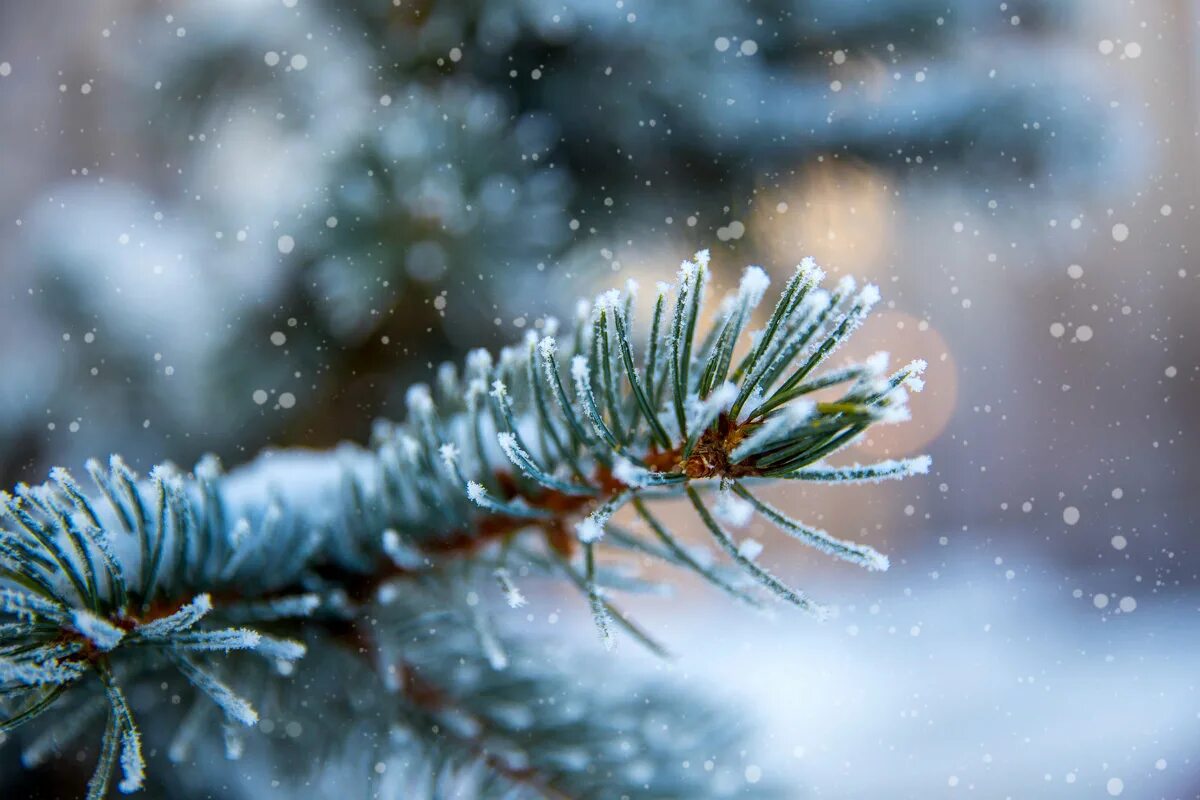 голубая ель лесная. голубая ель зима. голубые ели зимой. голубая ель шишки хвоя. голубая ель ветка.