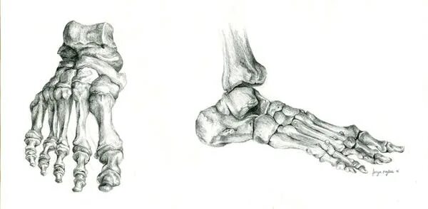 Кости стопы с боку. Нога с костями. Кость ноги на белом фоне. Кости стопы медиальная сторона. Кости стопы с боку.