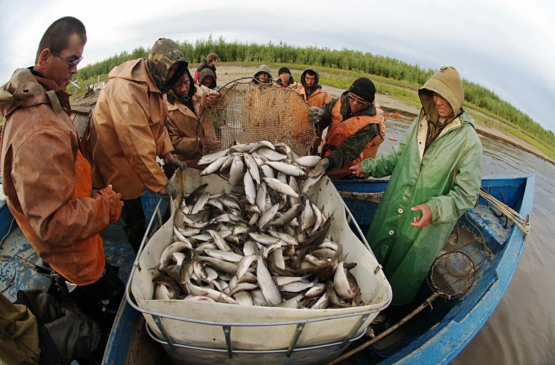 рыболовство в арктике. промысел на севере. промыслам народов севера. ханты и манси рыболовство и охота. инуиты гренландии.