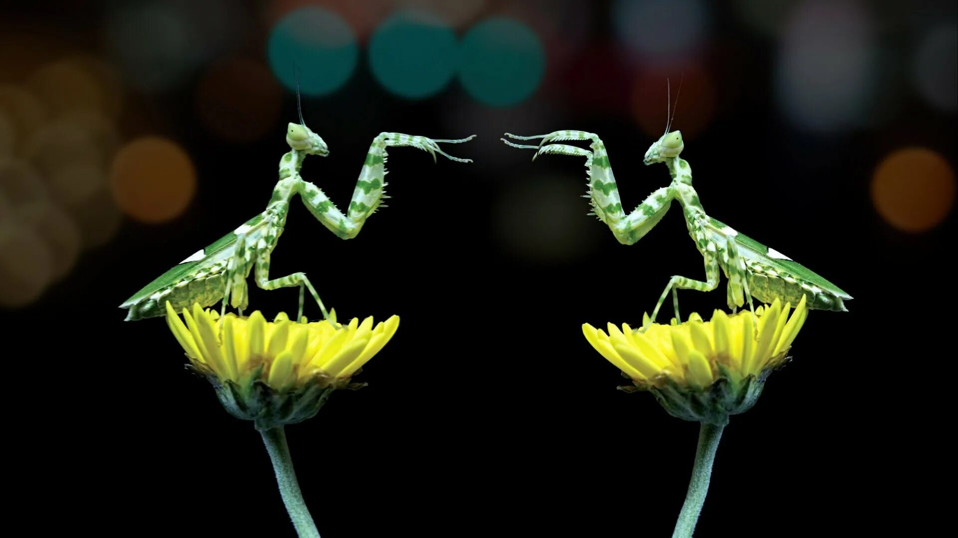 Красивый богомол. Индийский цветочный богомол. Стадии линьки богомола. Ischnomantis gigas богомол. Богомол самка и самец.