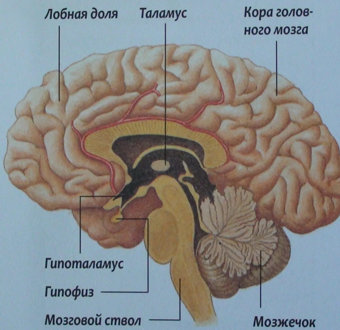 Внутренние части мозга. Структура мозга. Строение головного мозга. Части головного мозга анатомия. Головной мозг описание.