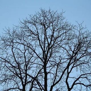 Bare trees