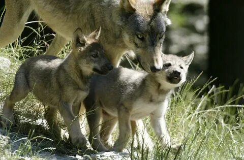 Егде жастағы адамдардың анальды порно фотосуреттері