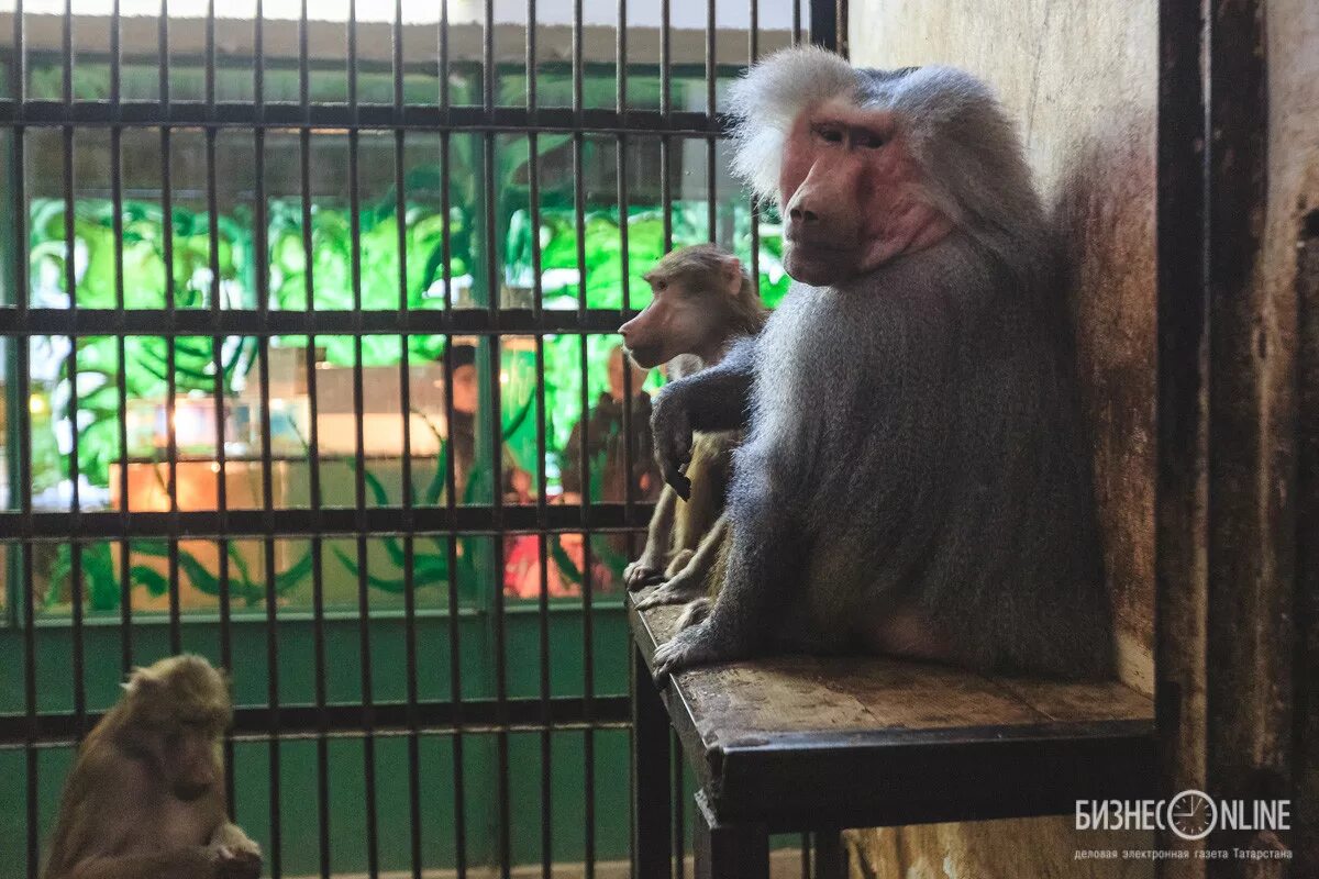 Зоосад приамурский хабаровск. Последний зоопарк. Последний зоопарк. Последний зоопарк. Африка река замбези зоопарк казань.