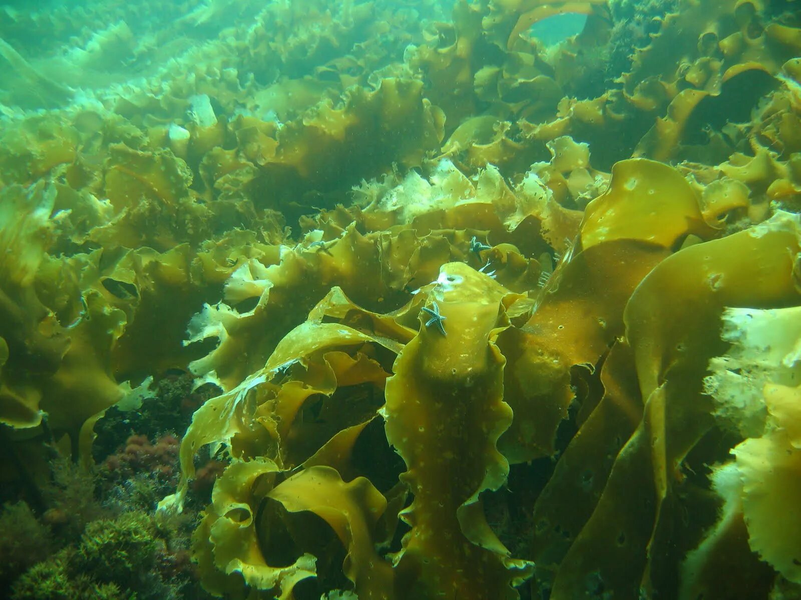 Бурые водоросли где. Морские водоросли ламинария. Водоросль морская капуста ламинария. Морская капуста – Laminaria. Ламинария японская (морская капуста) - Laminaria japonica.