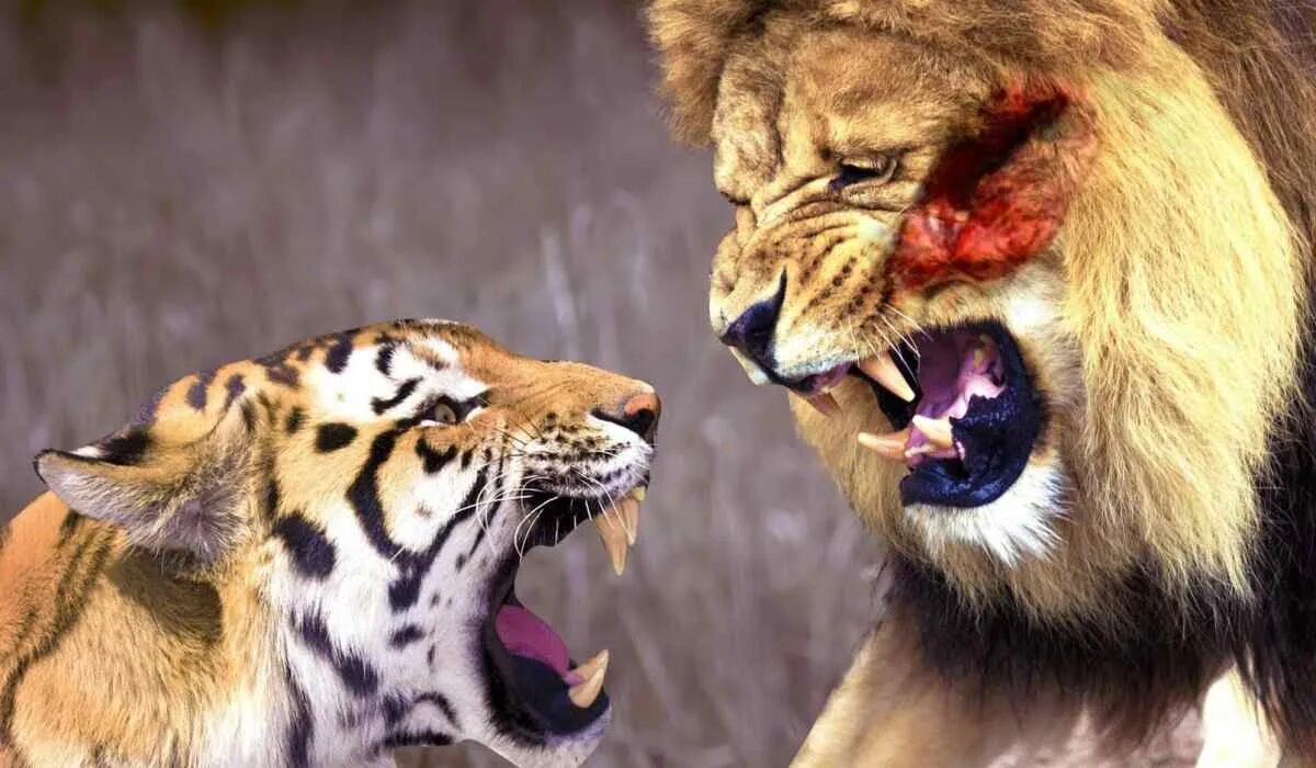 Кто сильнее льва. Лев против тигра. Лев vs тигр. Кто сильнее льва. Лев сильнее ягуара.