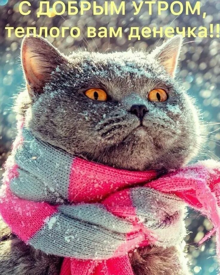 Pin by Наталия Николаева on Доброе утро.Зима. Dinosaur stuffed animal, Good morn