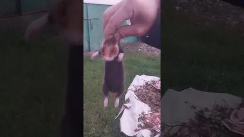 Как избавиться от карбыша