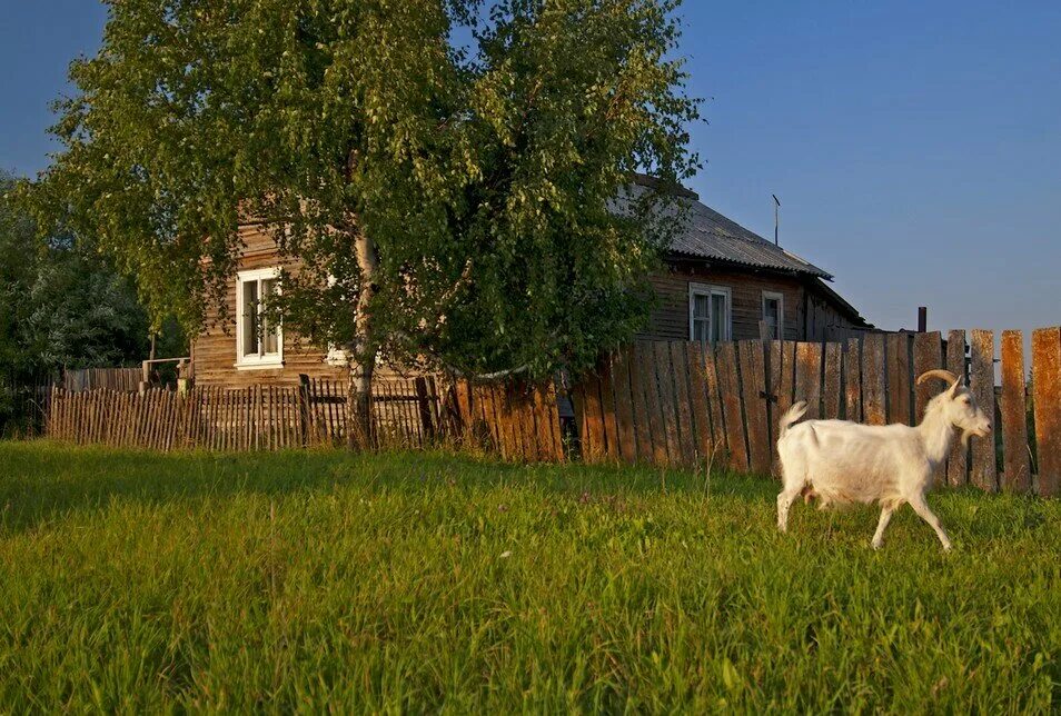 1 апреля в деревне. Деревенская коза. Козочки в деревне. Дом в деревне коза. Козленок в деревне.