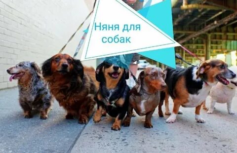 Собака набережные челны