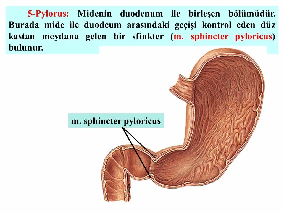 Сфинктер латынь. Сфинктер желудка и двенадцатиперстной кишки.