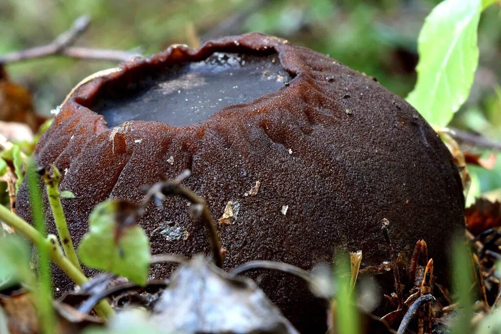 Гриб пила. Саркосома шаровидная Sarcosoma globosum. Молодильный гриб Саркосома. Саркосома шаровидная гриб. Молодильный гриб Саркосома шаровидная.