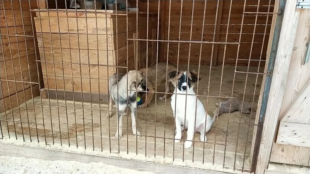 Приют мохнатые судьбы. О пёс дал прическа. Мы одной крови приют новочеркасск. Лохматые судьбы приют для животных. Дом лохматые судьбы хотьково.