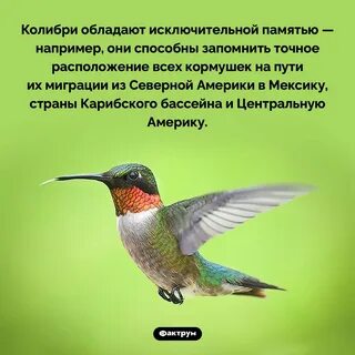 Исключительная память