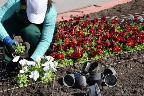 Какие цветы высаживают в грунт