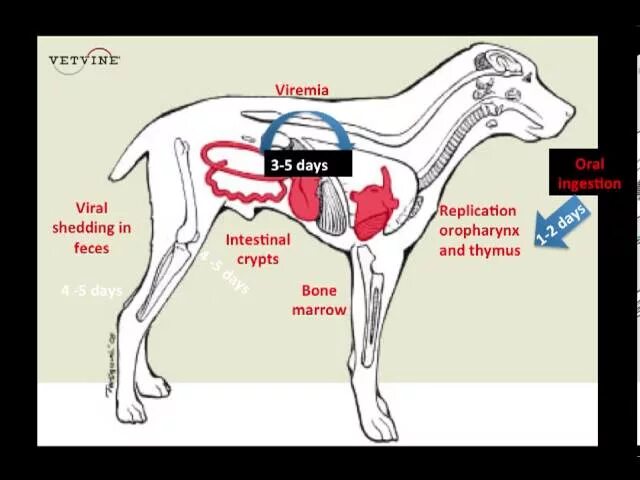 Парвовирусный энтерит собак. Парвовирусный энтерит патогенез. Парвовирусный энтерит у собаки симптомы. Патогенез парвовирусного энтерита собак. Признаки энтерита у собаки
