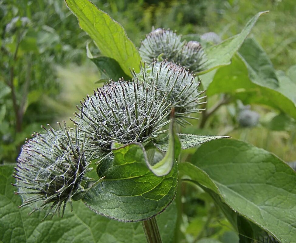 Лопух войлочный arctium tomentosum. Лопух паутинистый репейник. Репейник содержание. Информация о репейнике. Репейник содержание.