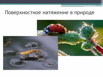 Поверхностная жизнь
