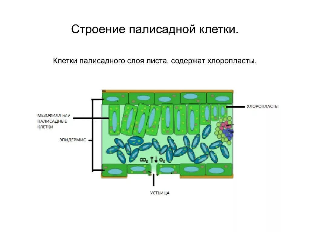 Слой клеток листа. Палисадная ткань листа. Послойное строение листа. Клеточное строение листа хлоропласты. ПАЛИСАДНЫЕ клетки.