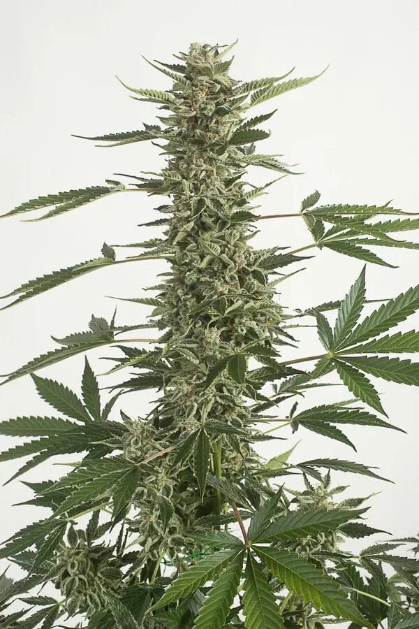 Как добавить свой тгк в профиль. White widow тгк. канабис белая вдова. white widow сорт. канабис сорта white widow.